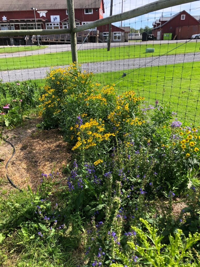 An overview picture of the pollinator garden