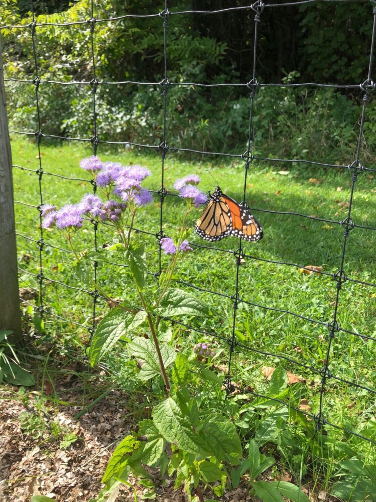 A monarch butterfly lands on a blue mistflower in the pollinator garden