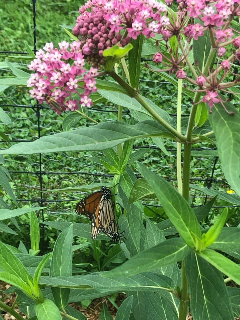 Monarch butterflies gather on a purple milkweed plant