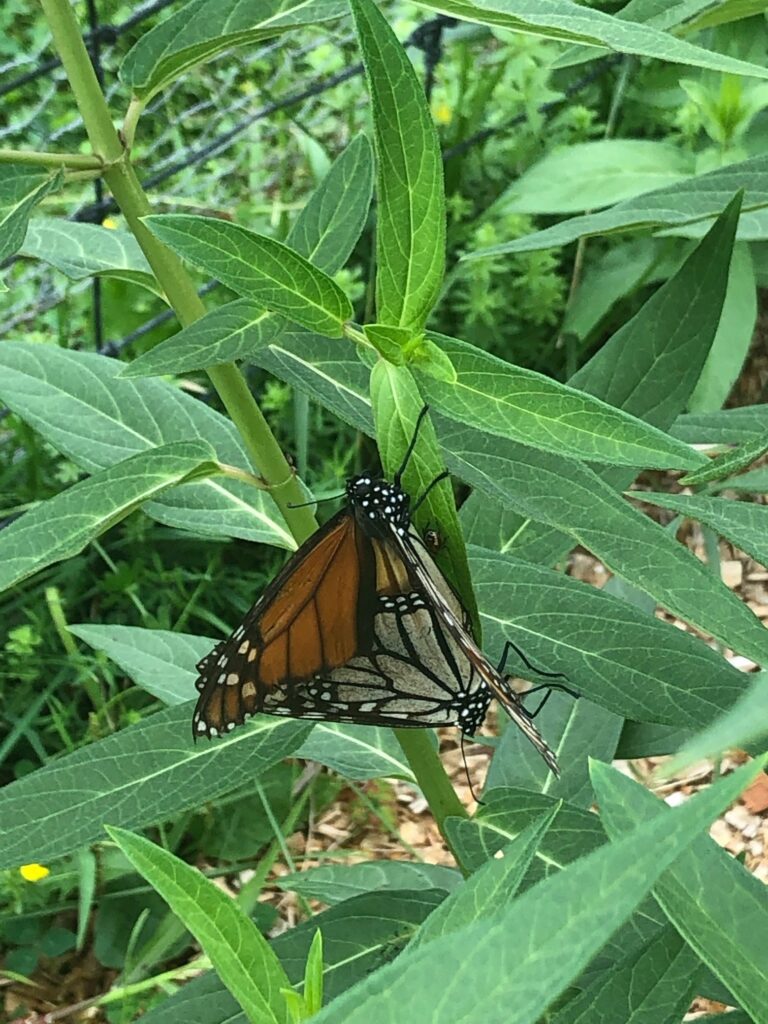 A closeup of two monarch butterflies on milkweed