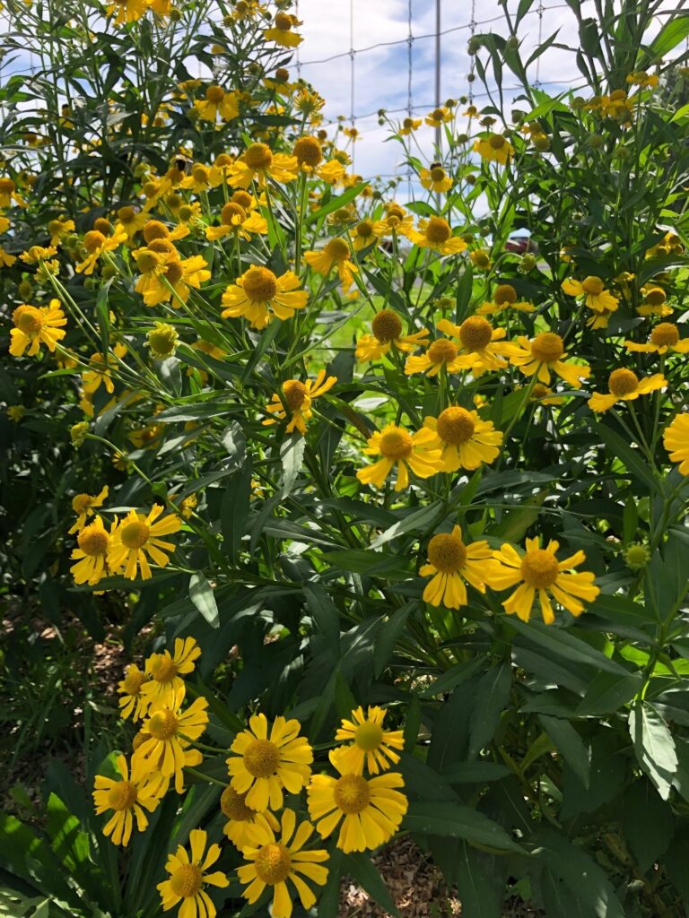 A picture of yellow sneezeweed in the Pollinator Garden