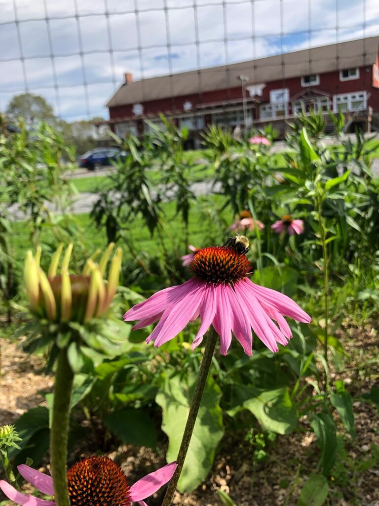 Bumblebee lands on an echinecea in the pollinator garden